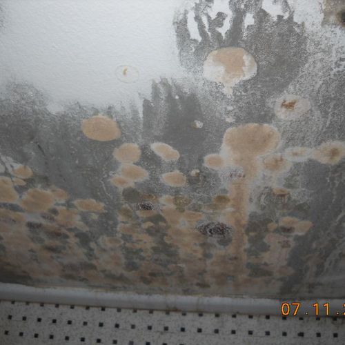 Example of fungal growth on drywall