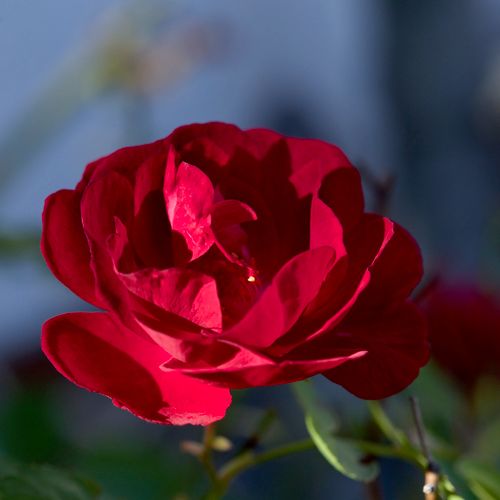 Macro Sample - "Simple Rose"