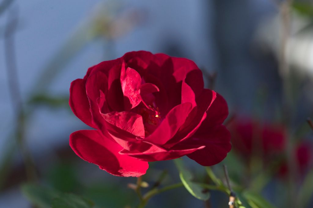 Macro Sample - "Simple Rose"