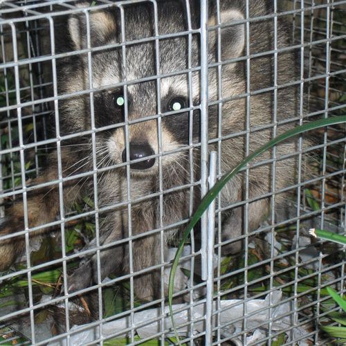 Raccoons can cause a lot of damage to attics & hom
