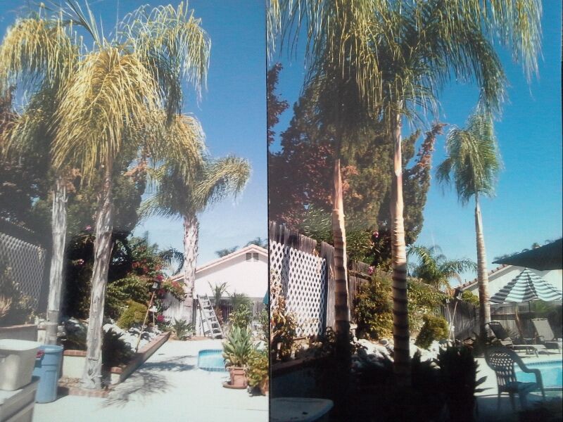 palm tree shaving
