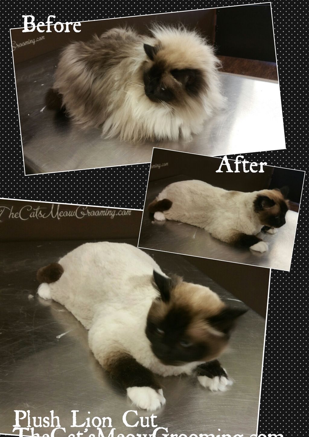 Plush lion cut starts at $90. this is a long fluff