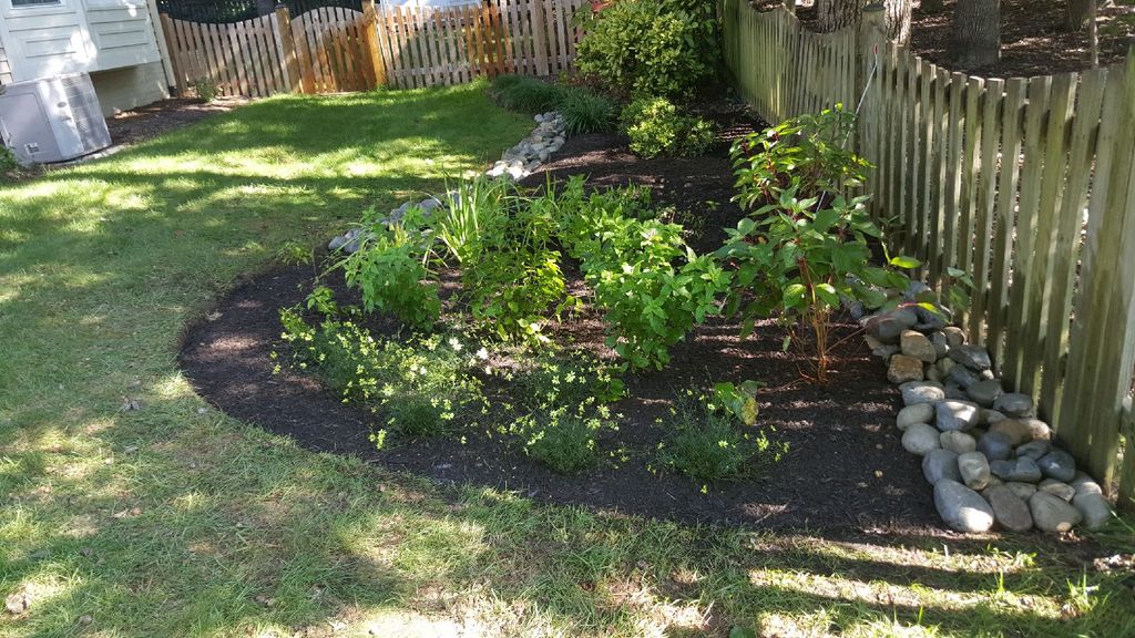 Rain Garden.  Way to solve drainage problem.