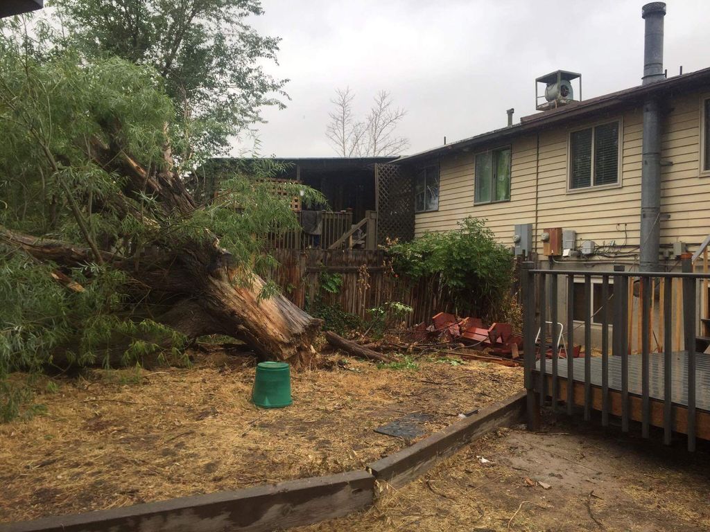 Cut & haul away a fallen Willow tree.