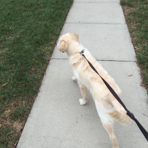 Walking with Bo