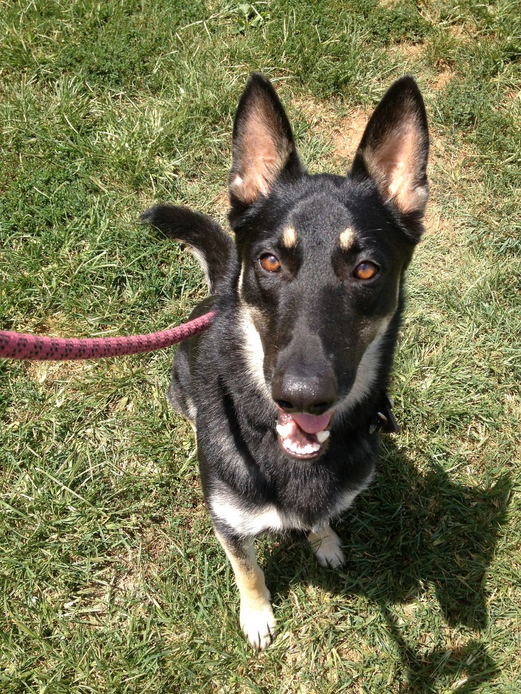 3 week In Kennel, Lakota, working on his sit-stay!