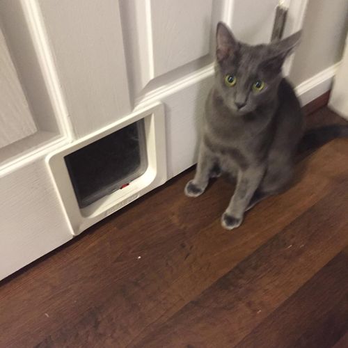 Henry loves his new cat door! And check out the ne
