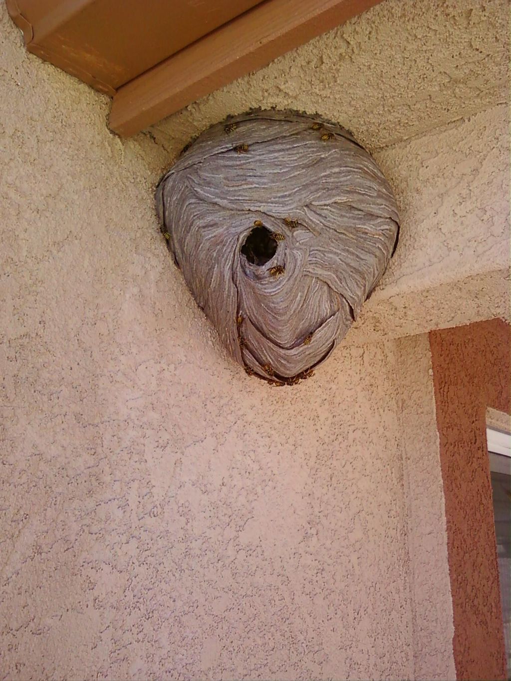 Yellow Jacket Nest, Colorado Springs, Colorado