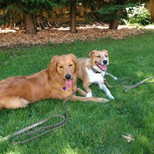 These two dogs became buddies during Camp Good Dog