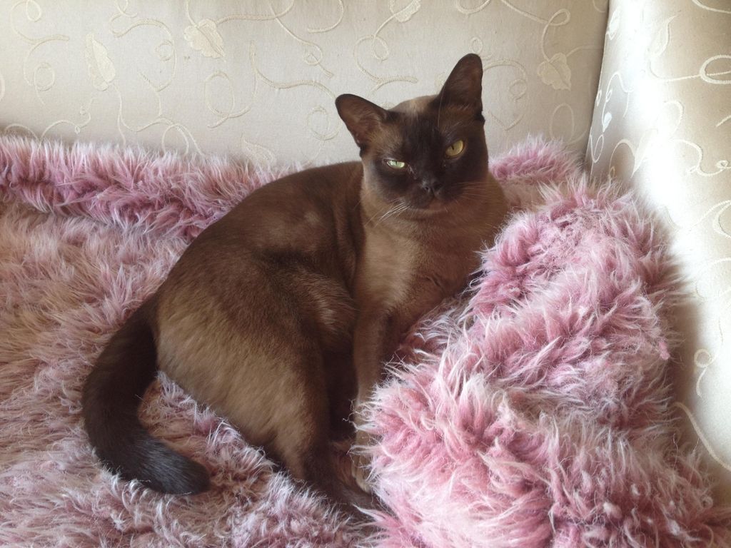 Coco-Mimi's sister.  She loves her walks on a leas