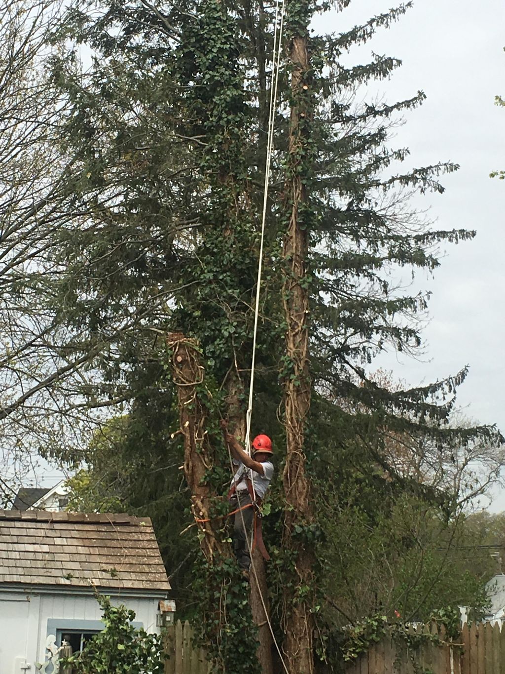 #2 Cutting down and removed some Hemlock tree's th