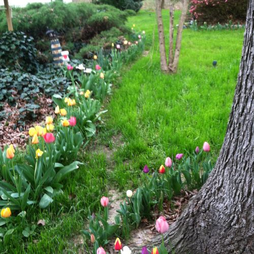 Winter grass and tulip border.This grass stays gre