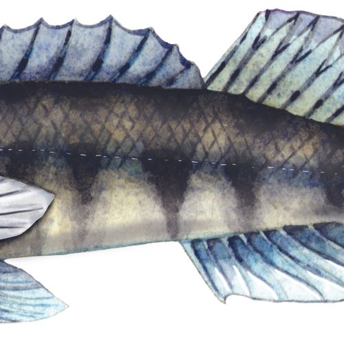 Blackbanded Darter, watercolor, created for a book