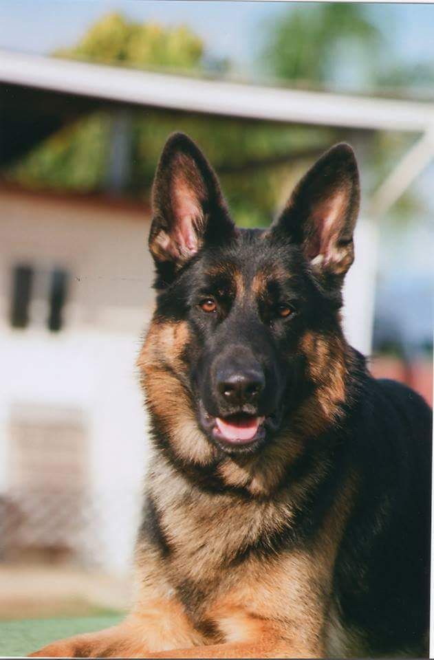 This is my German Shepherd Jax. He's four years of