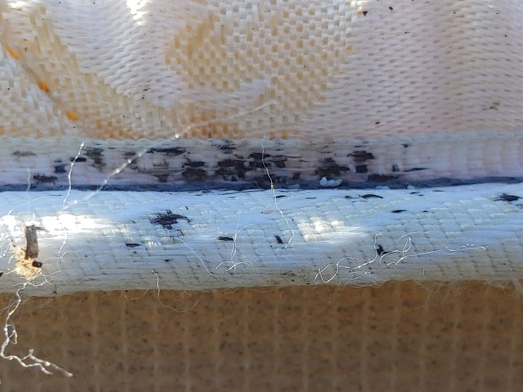 droppings from bed bugs