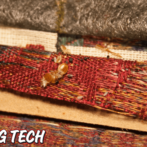 Bed Bugs? We offer more solutions than anyone else