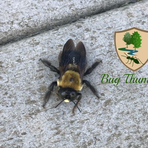 A Carpenter Bee
