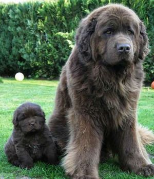 Big doggies and their little ones