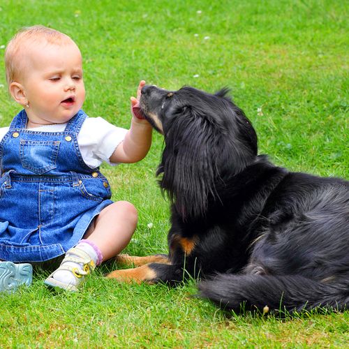 Dog training and child safety During dog training 
