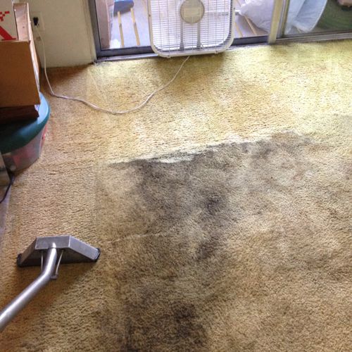 Pet Odor Removal Carpet Cleaning Pet Urine Stains.