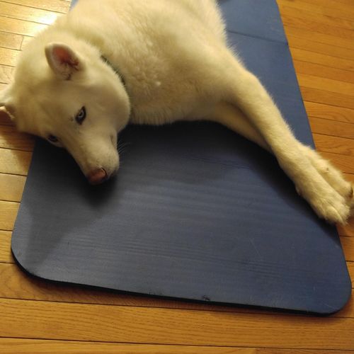 Husky does yoga