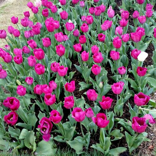 Pink Tulips