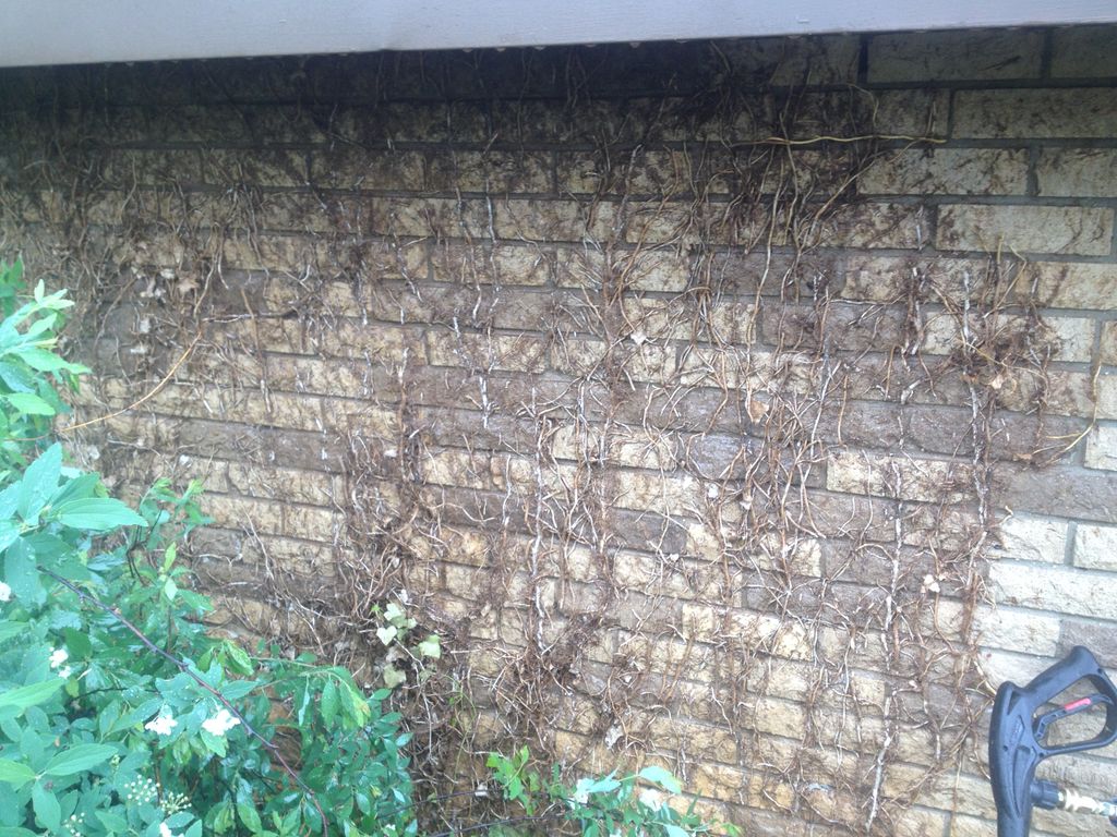 tired of the ivy and plant growth on your brick ch