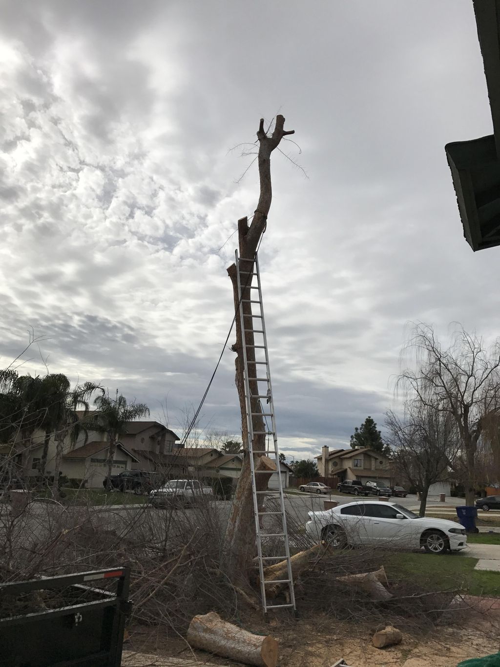 Stage 2 of tree removal 