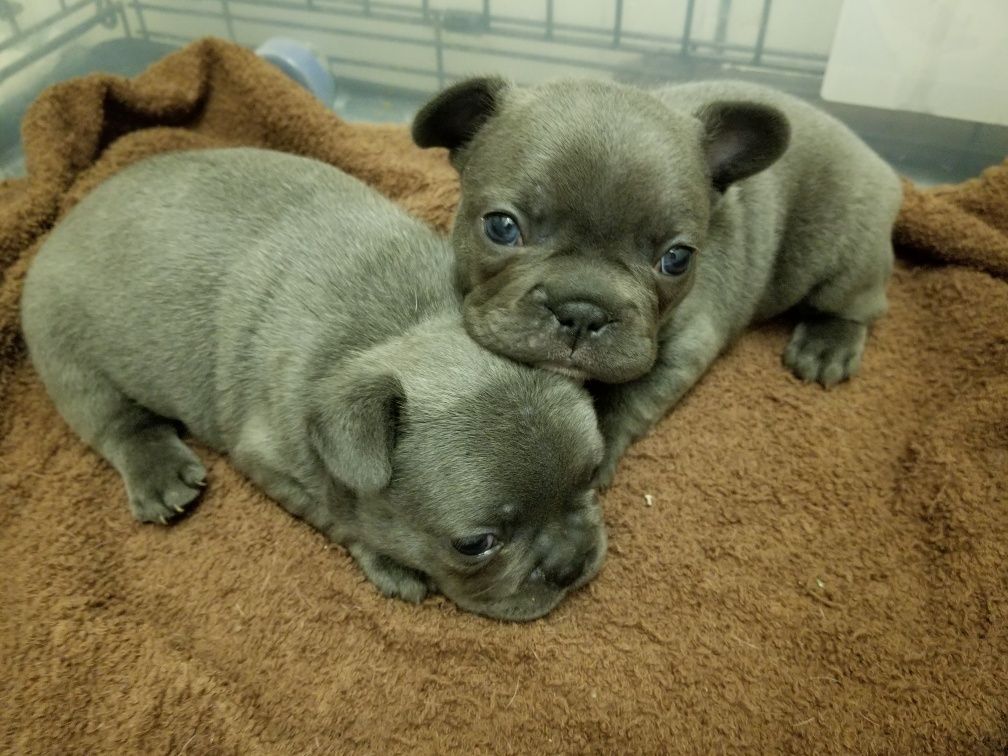 The pups 1 month old