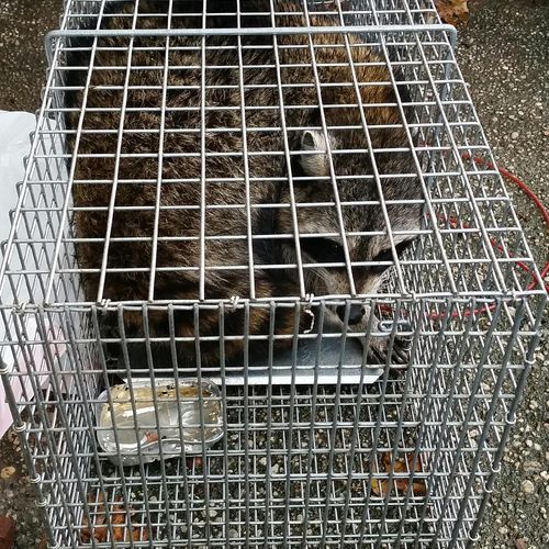 Trapping of a Raccoon