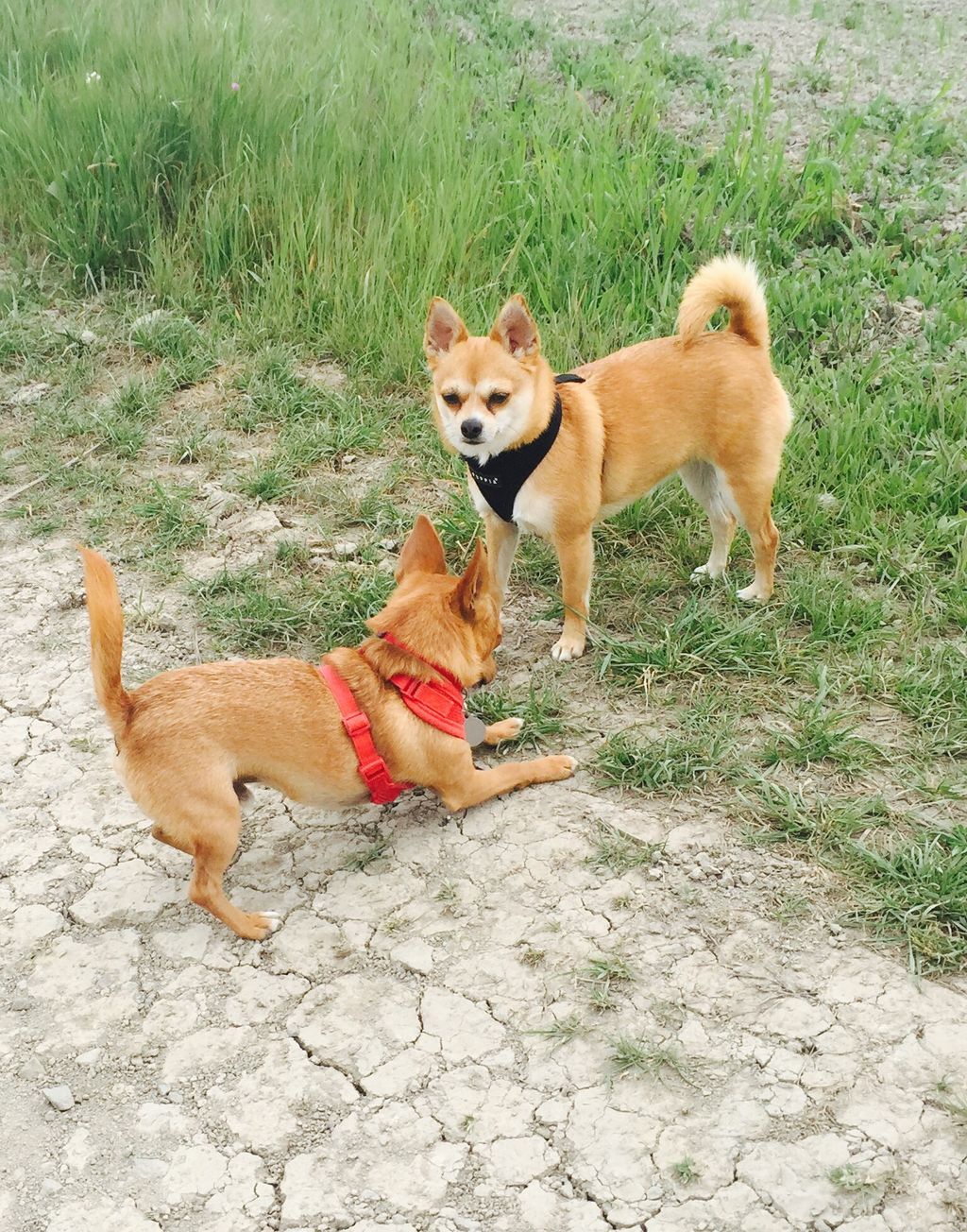Rey & Ginger