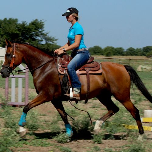 A 6 year old Arab/Andalusian gelding that Jennifer