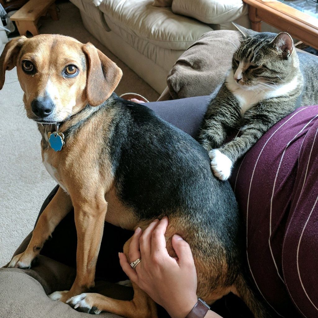 When Harper was adopted, she didn't get along with