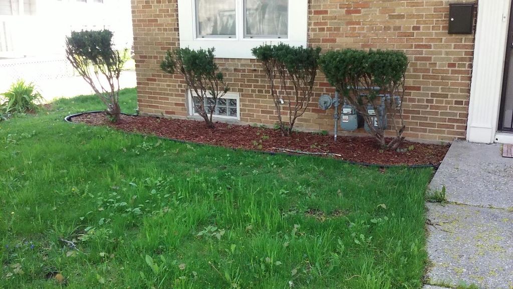 Front Lawn hedge and Mulch (Before)