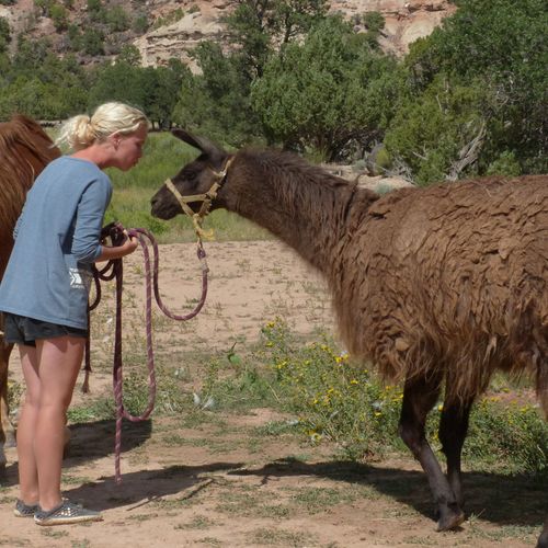 Vango became exceptionally loving for a llama whil