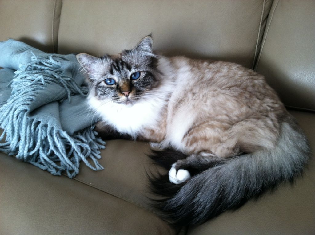 Harpurr, client since 2006