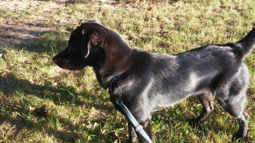 Our new pup - Casey! This pic shows exactly who he