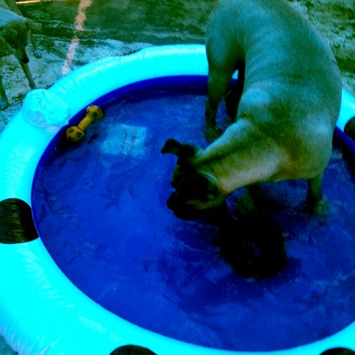 Bullmastiff at play in our summer pool and shaded 