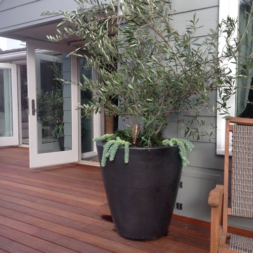 Potted olive trees