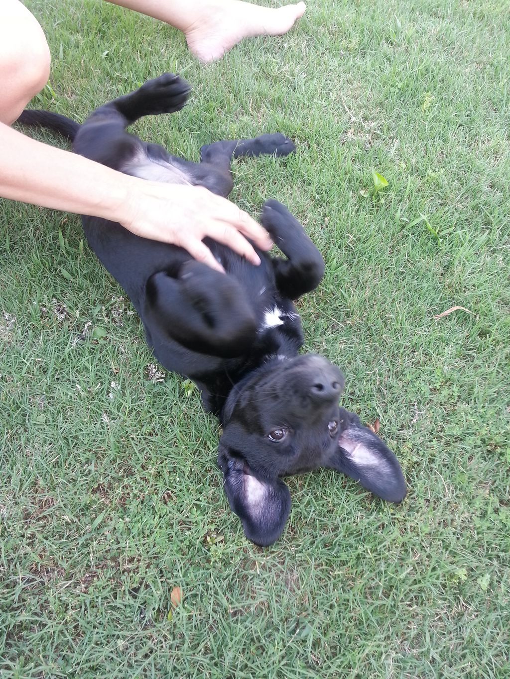 Baby Otis