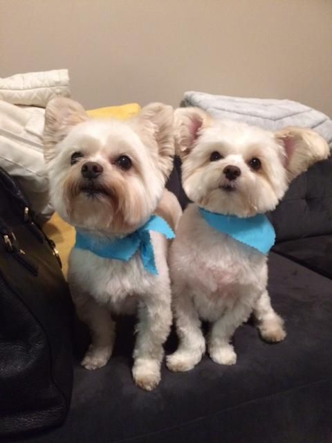 Clients Scrappy and Ollie!