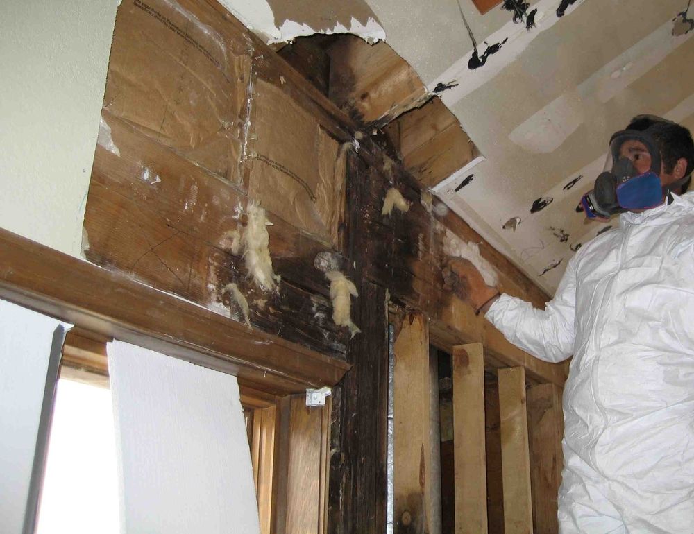 Mold Remediation 