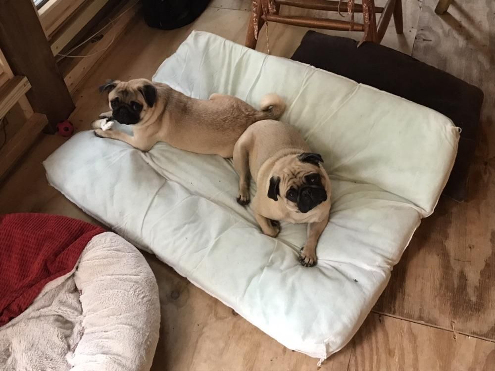 Learning to share with Maya and LouLou the pugs!