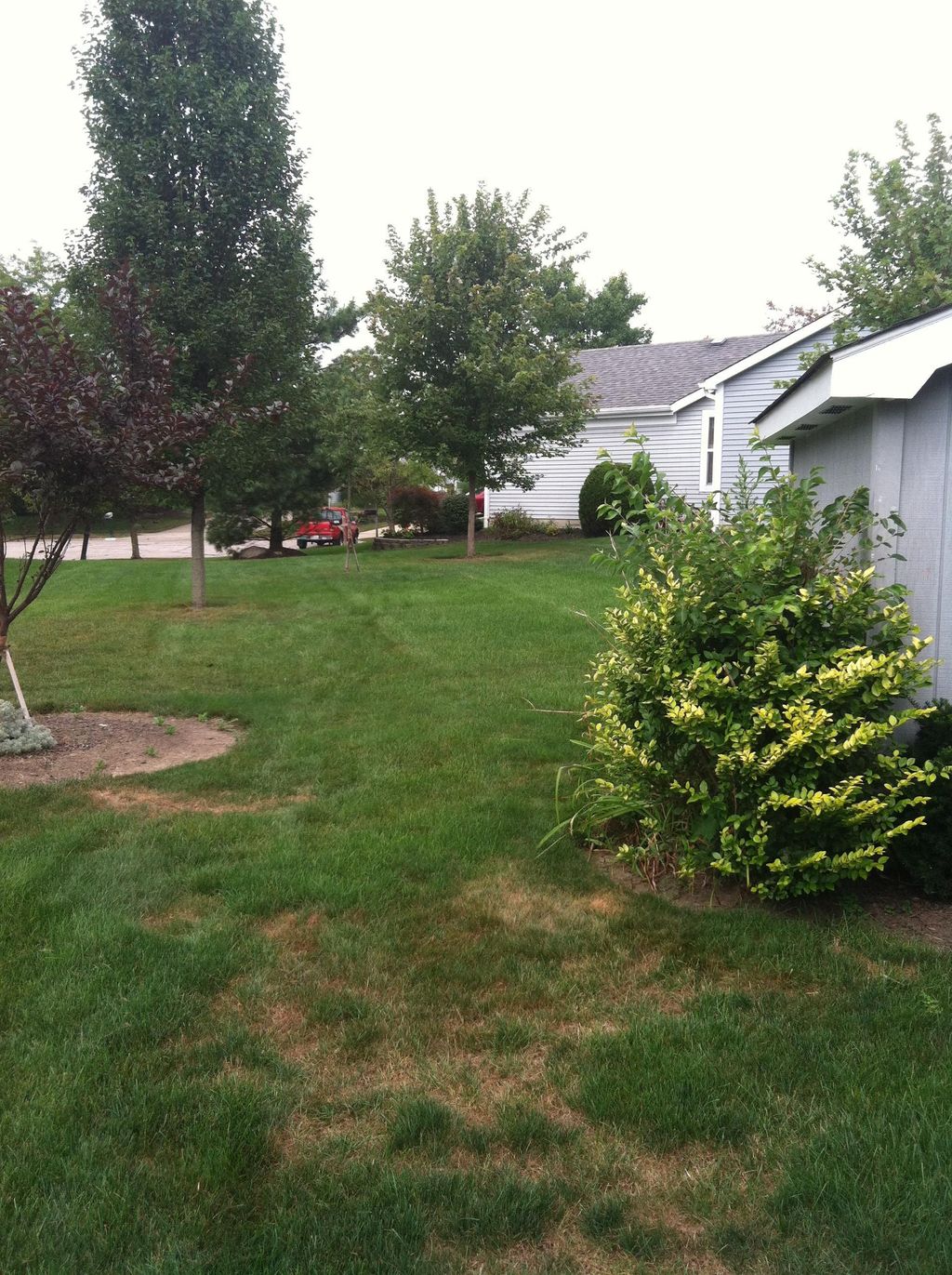 bush and shrub planted