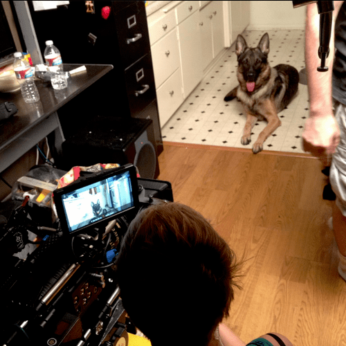 Our dogs are regularly commissioned for film and t