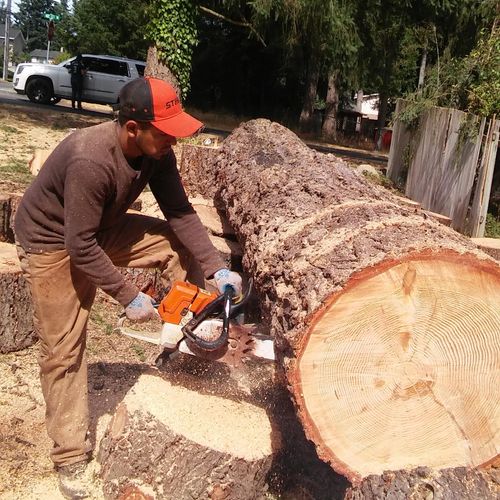 Cutting tree into chunks