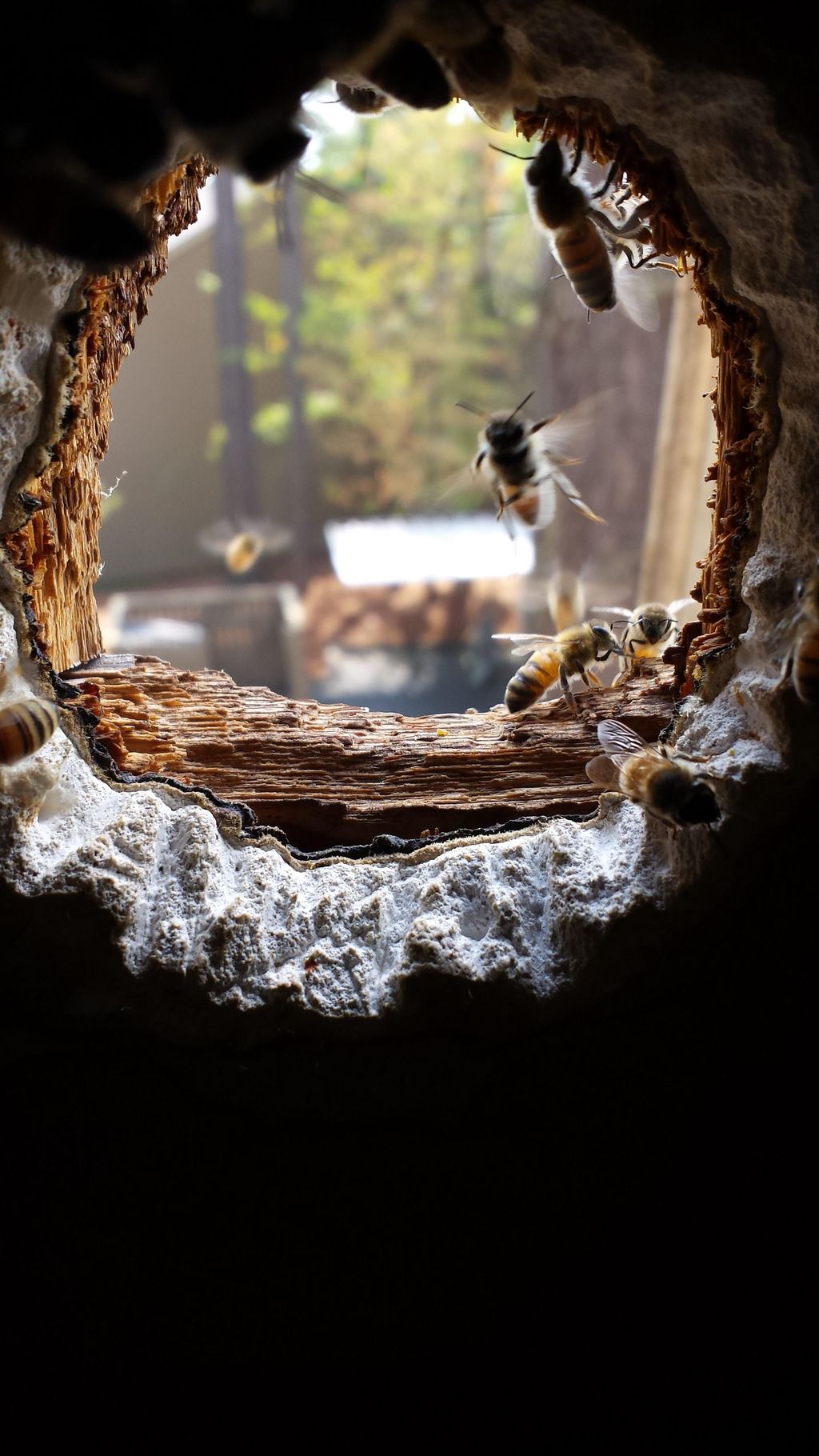 Honey bees nesting in void