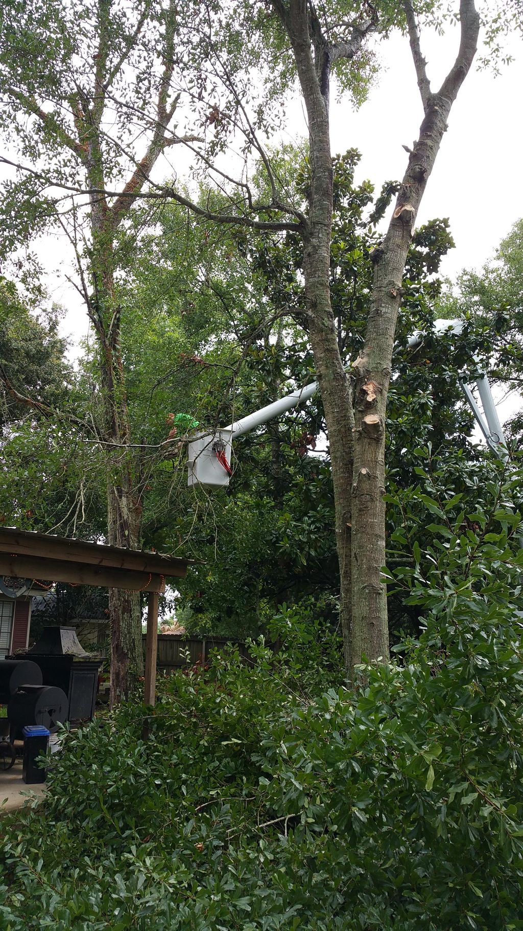 Dead Tree Take down for Tim Miles In gautier