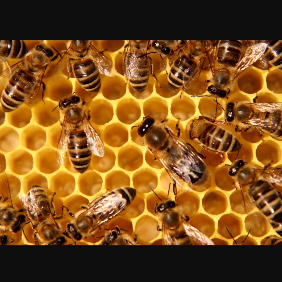 A&J Bee Removal