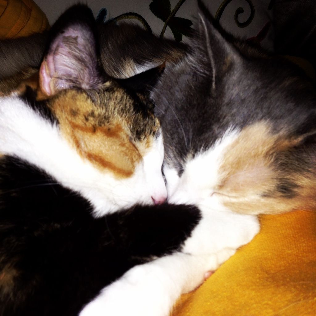 Sweet Kittens